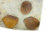 Wide Plate with Ten Fossil Leaves (Three Species) - Montana #262714-2